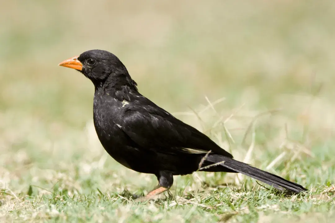 Red-billed Buffalo-Weaver standing on the grass