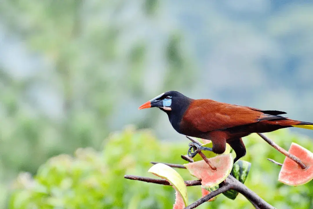 Montezuma Oropendola standing on a tree eating watermelon rind