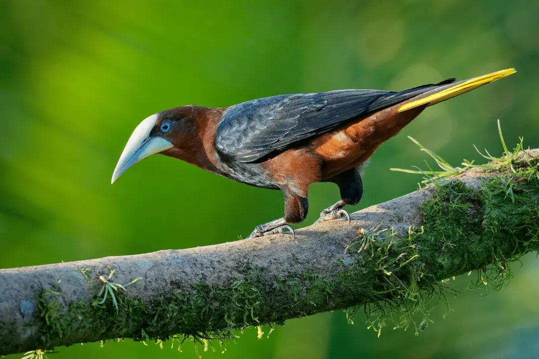 Chestnut-headed Oropendola sitting on a mossy branch