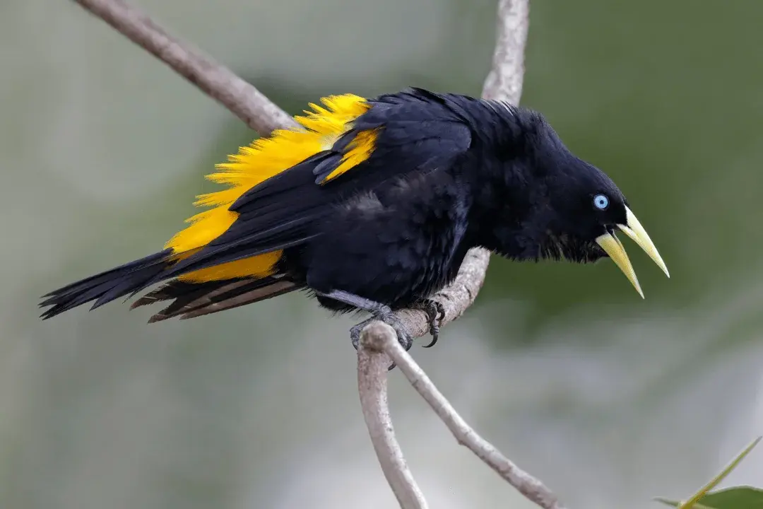 Yellow-rumped Cacique squeaking from a branch