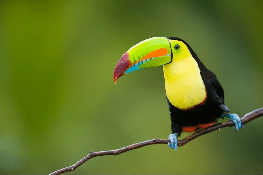 Keel-billed Toucan sitting ona. branch