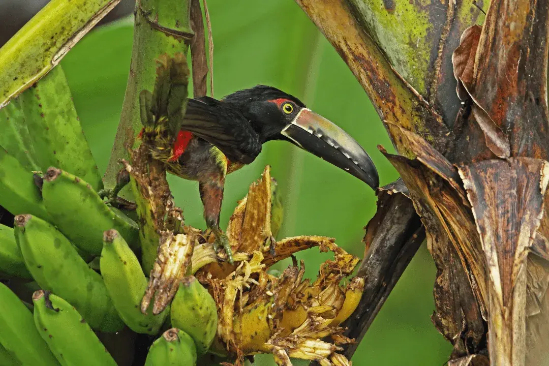 Collared Aracari (Pteroglossus torquatus) in a tree