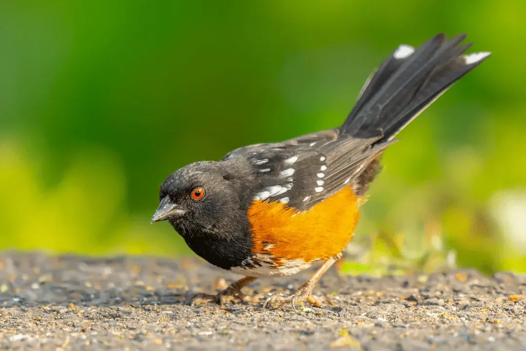 Spotted Towhee (Pipilo maculatus)