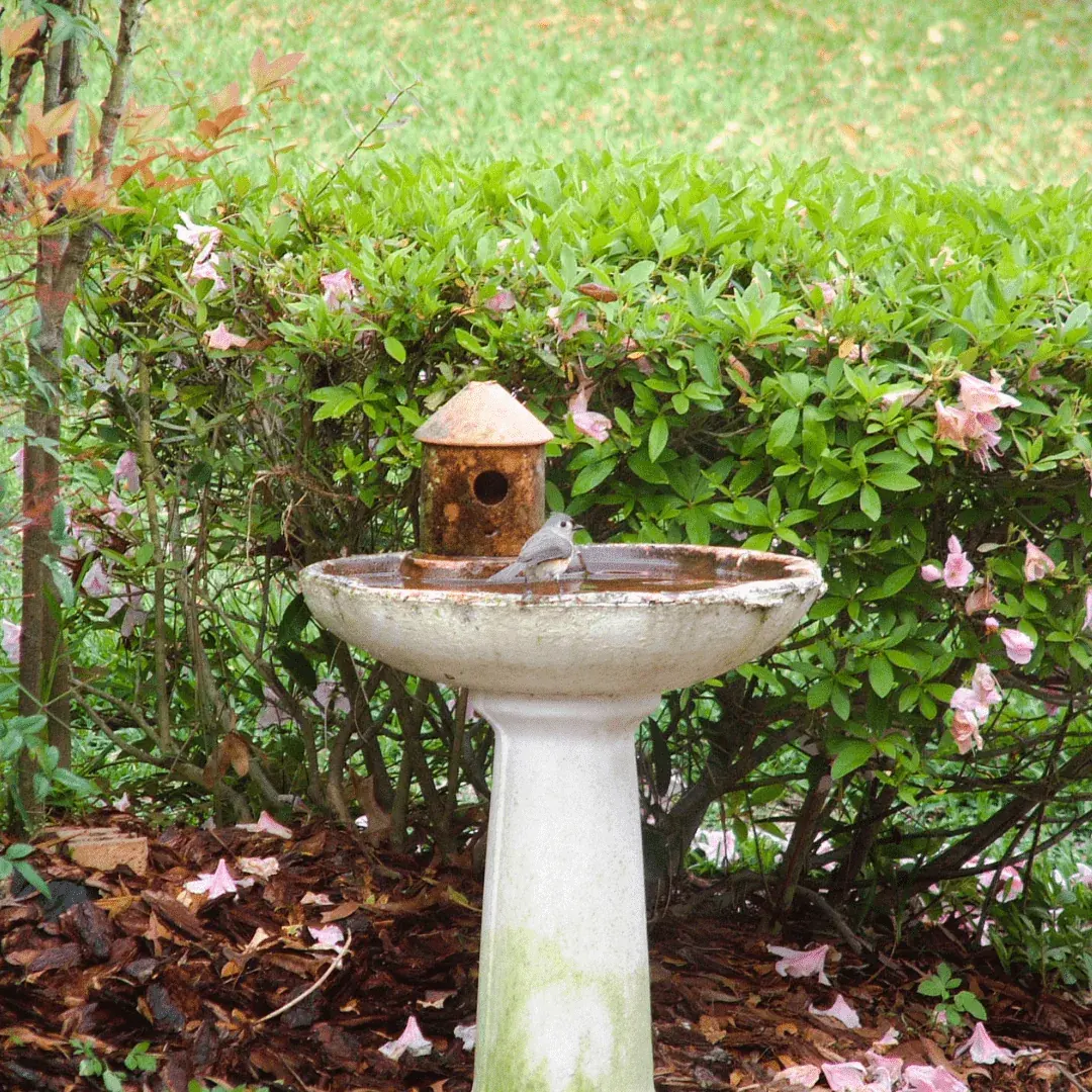 tranquil bird bath with greenary surrounding