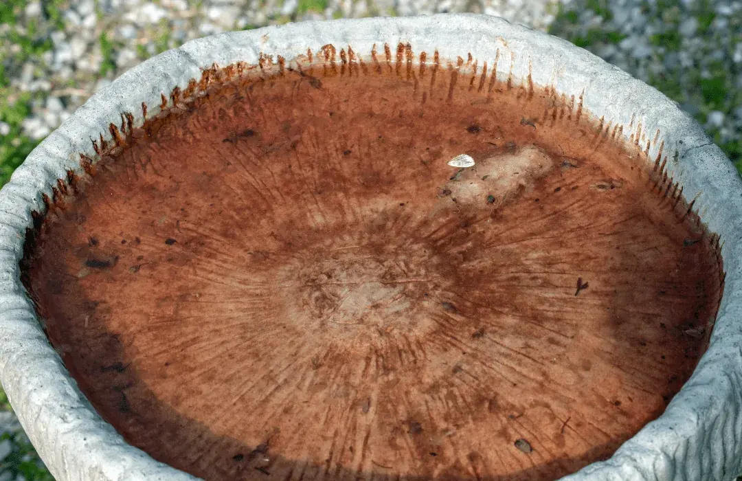 algae in bird bath