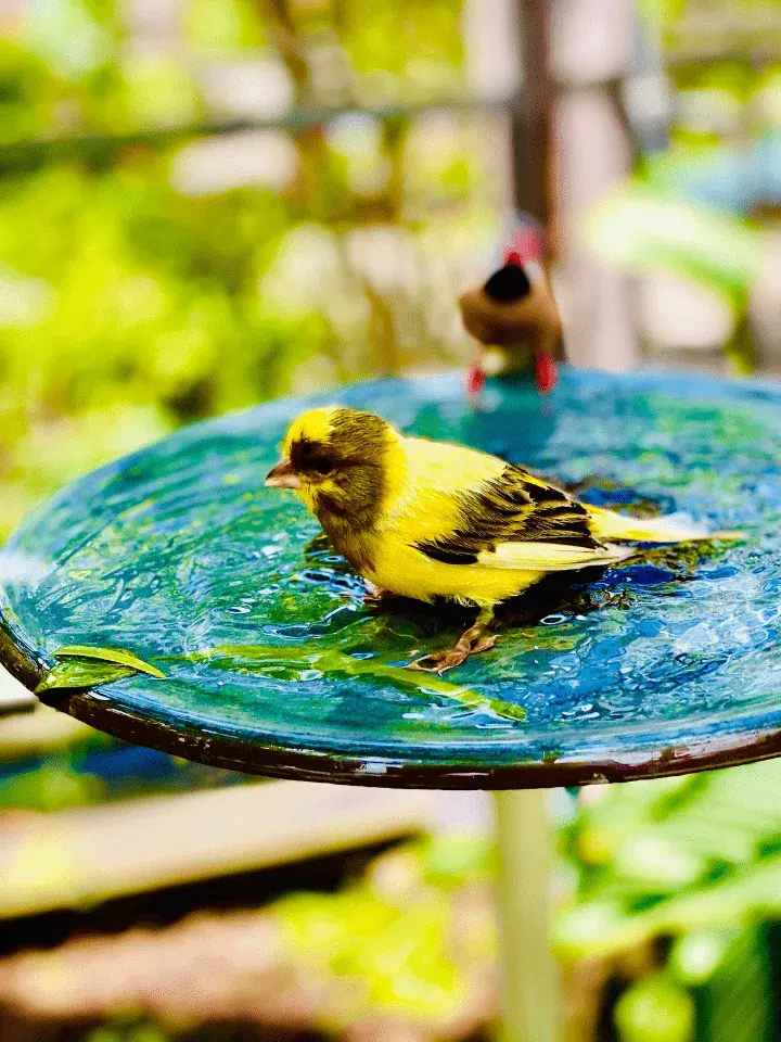 teal colored bird bath