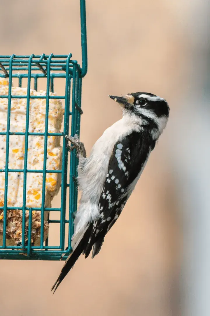 woodpecker at suet feeder