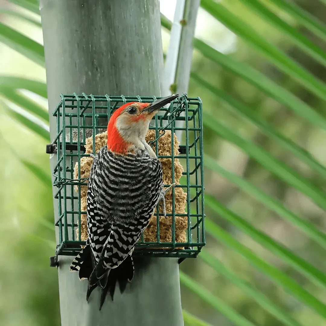 red bellied woodpecker at a suet feeder