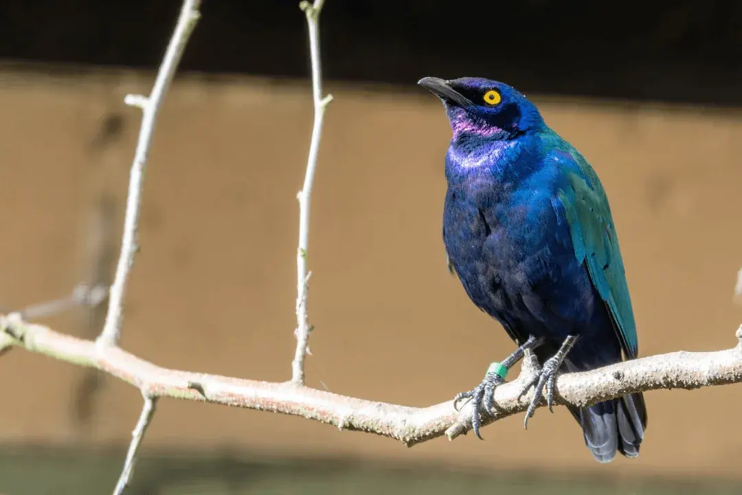 purple starling sitting on a tree branch
