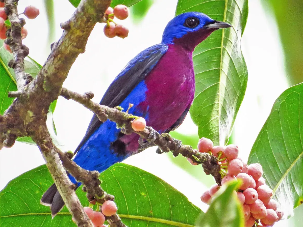 purple breasted cotinga in a tree