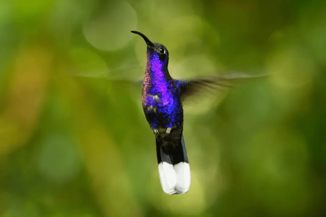 Violet Sabrewing flying