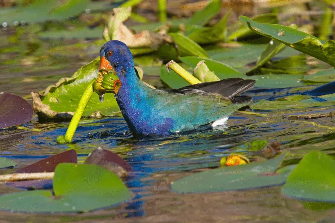 American Purple Gallinule eating a flower in a pond