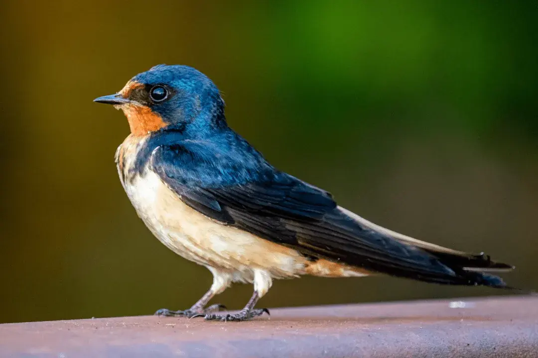 Barn Swallow standing on a metal beam