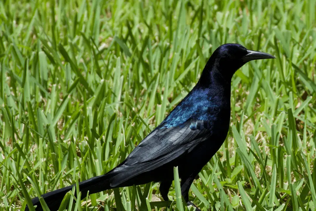 Boat-Tailed Grackle standing in the grass