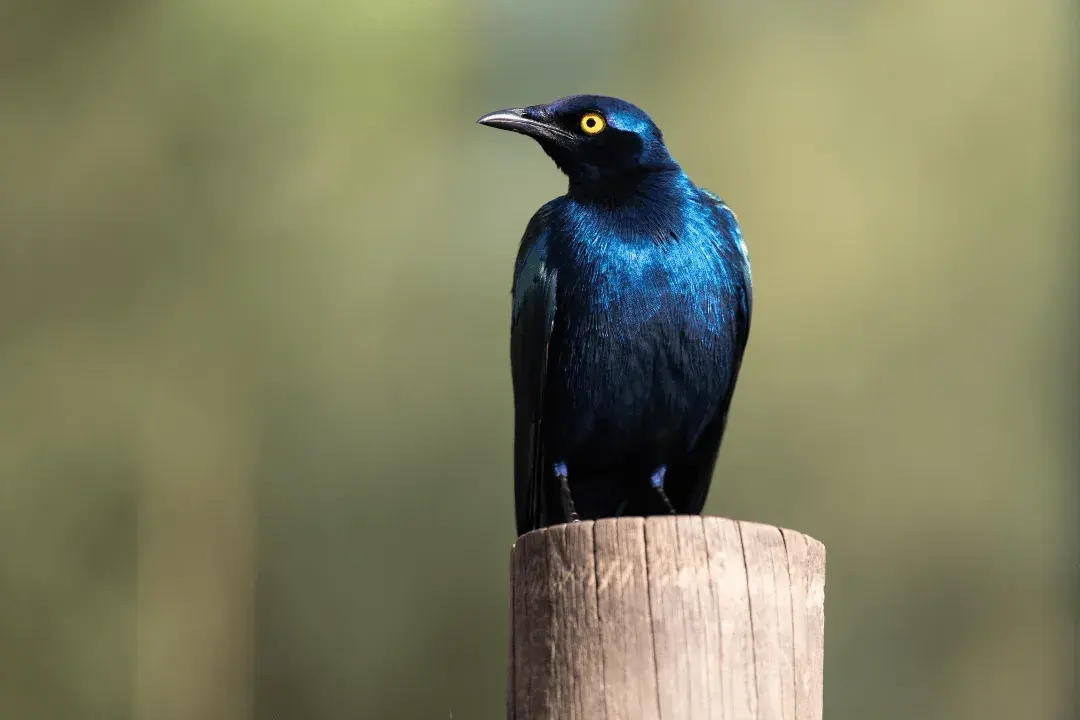 Cape Glossy Starling standing on wooden post