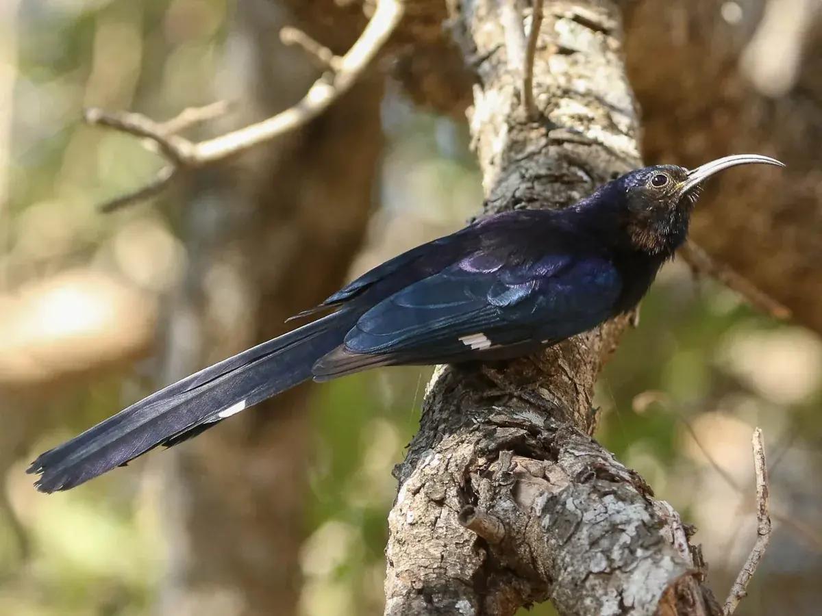Common Scimitarbill sitting on a tree branch