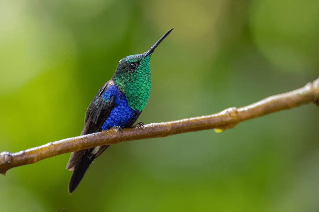Crowned Woodnymph sitting on branch