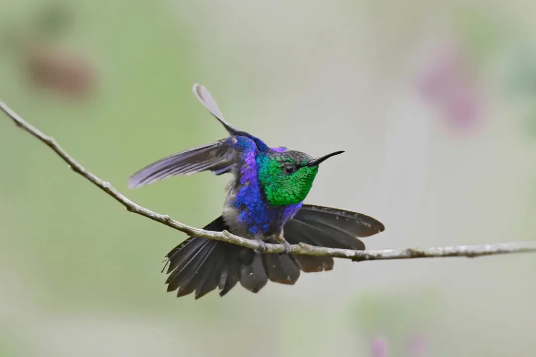 Fork-Tailed Woodnymph perched on a branch with wings open