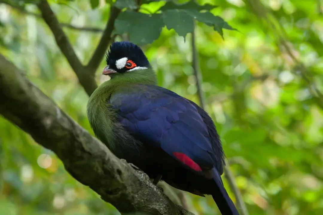 Hartlaub’s Turaco in the canopy of tree