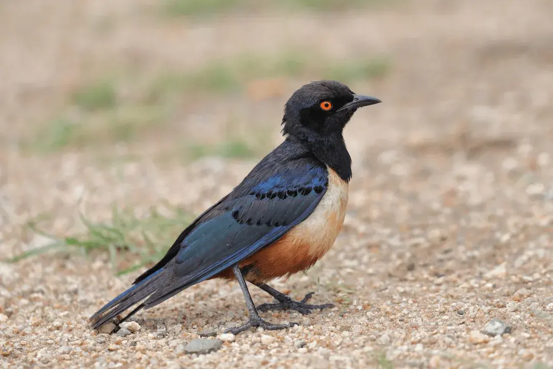 Hildebrandt’s Starling standing on dirt