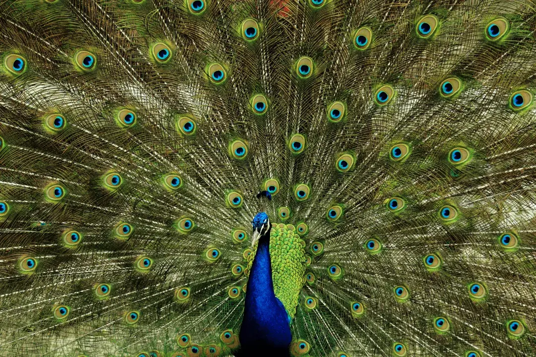 male Indian Peacock with feathers out