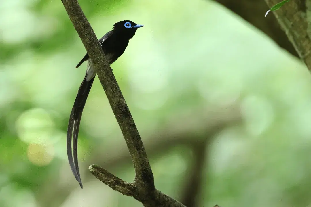 Japanese Paradise Flycatcher sitting on branch