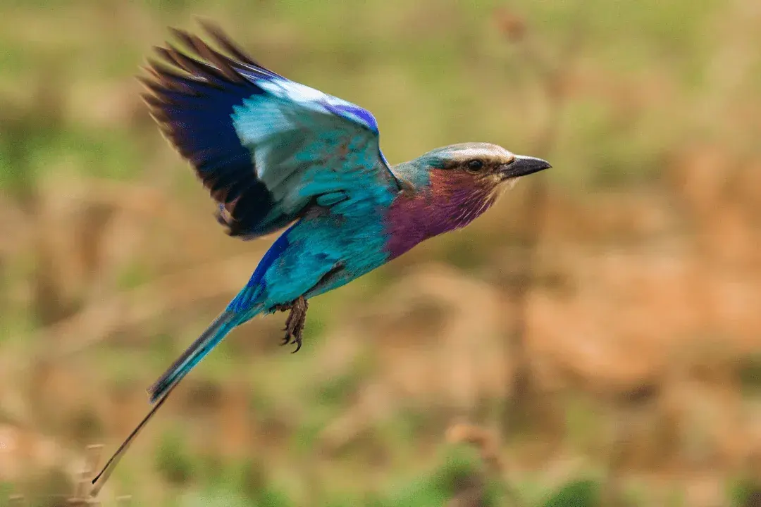 Lilac-Breasted Roller taking flight