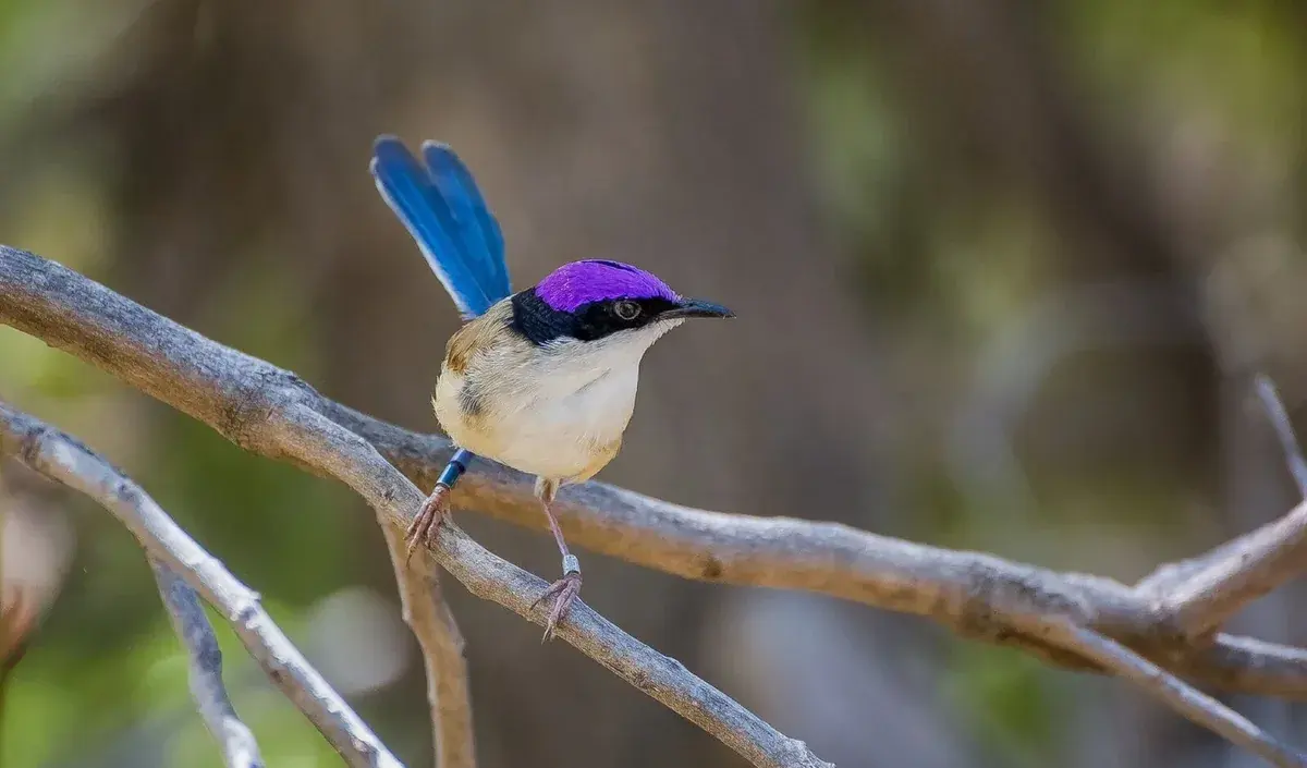 Purple-Crowned Fairy Wren standing on small branch