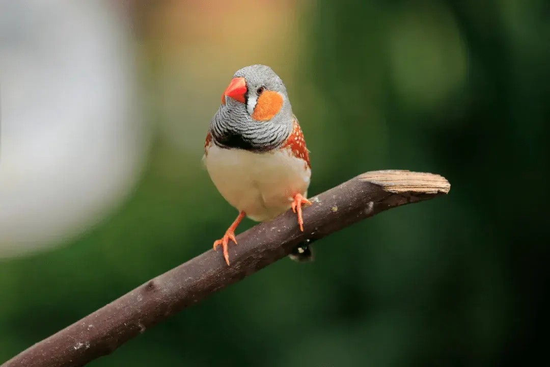 how long do finches live?