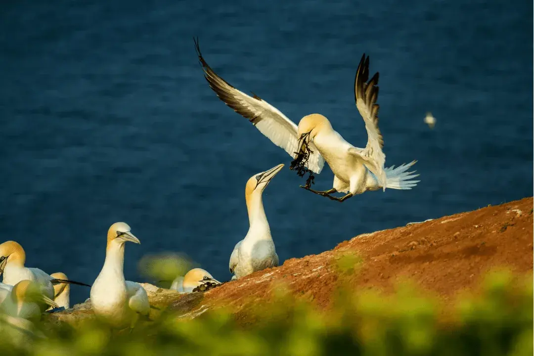 birds mating behavior, bird bringing gift to mate