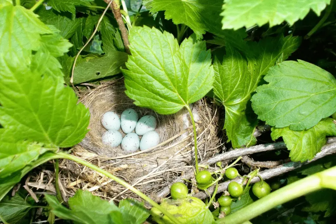 bird nest with eggs