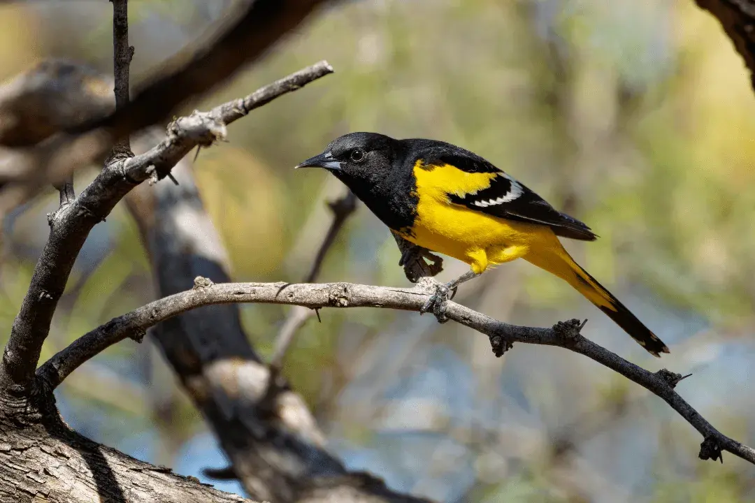 Scott's Oriole in a dead tree