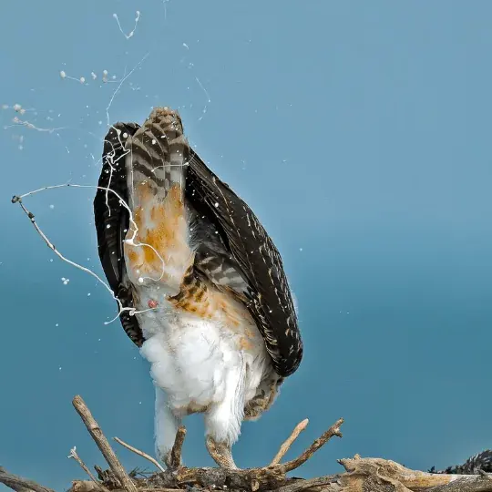 hawk perching over and pooping