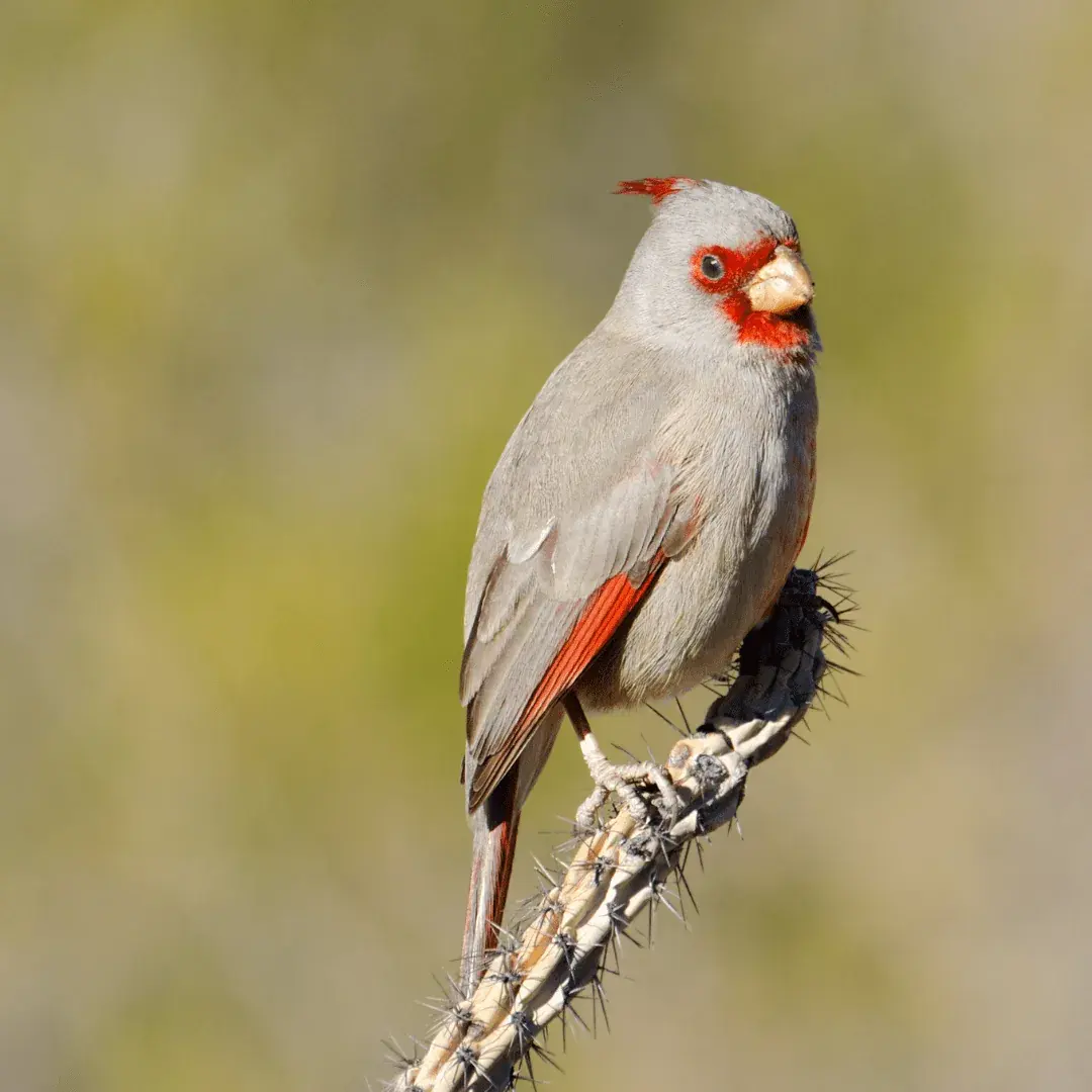 desert cardinal on the end of a branch