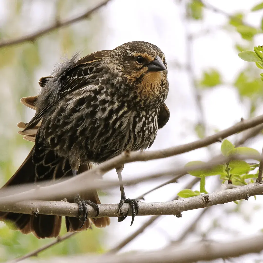 red winged blackbird sitting in a tree with messed up feathers