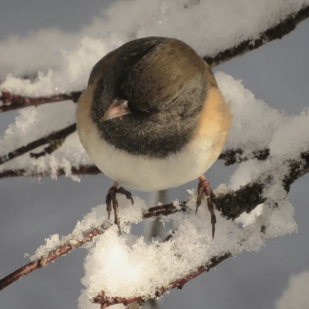 small bird bundled in a snowy tree