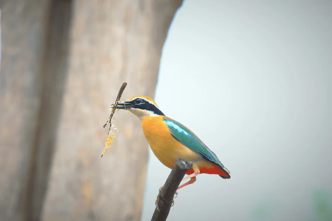 indian Pitta