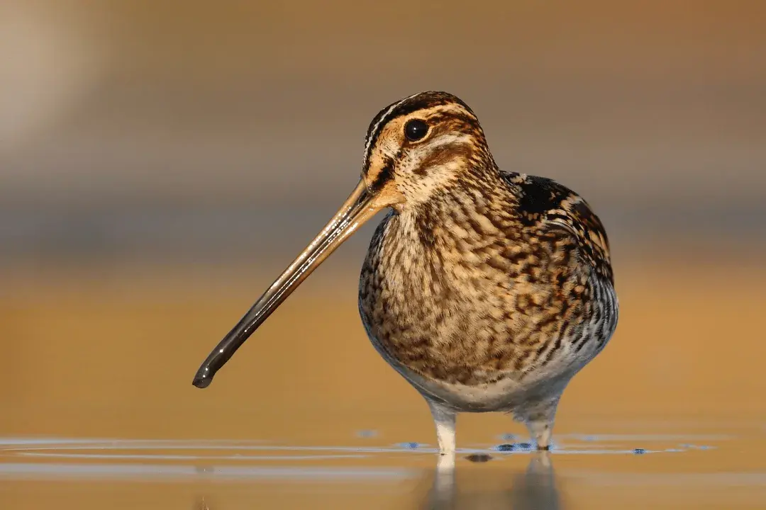 common snipe leg deep in water