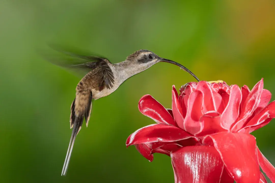 11. Long-billed Hermit (Phaethornis longirostris)