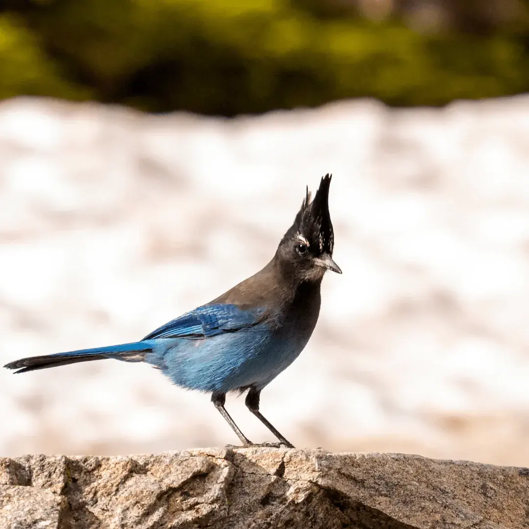 Steller's Jay standing on a rock