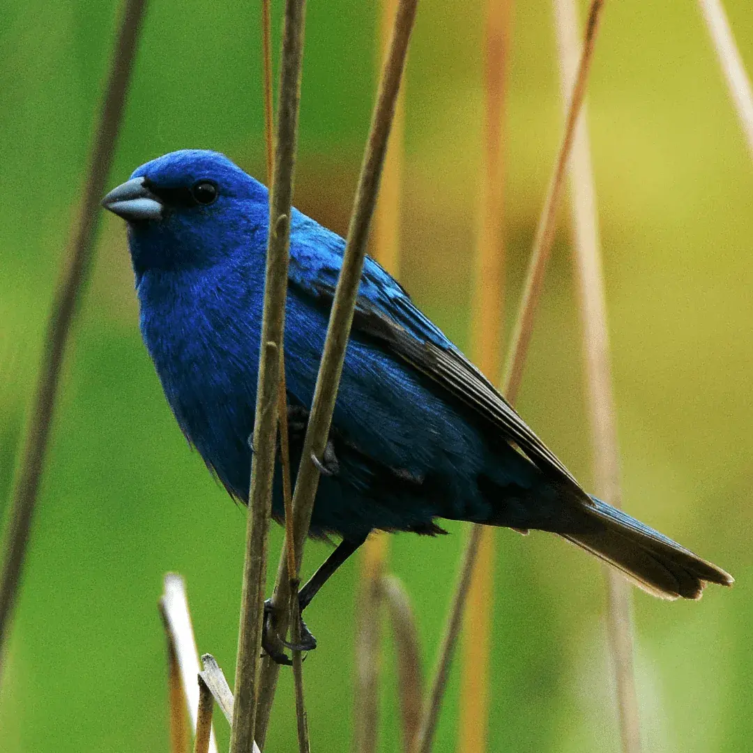 indigo bunting balancing on stalk of plant