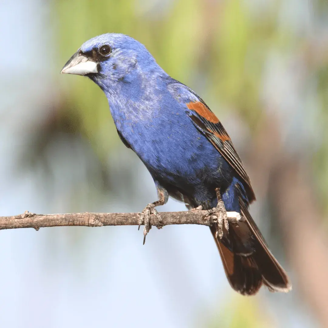 Blue Grosbeak (Passerina caerulea) perched on a stick with blue and black plumage