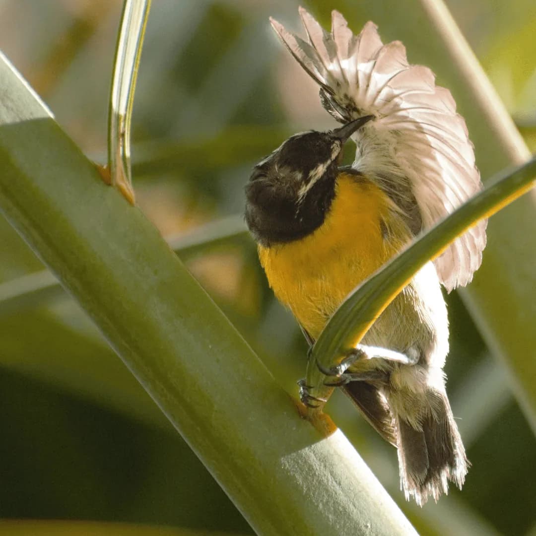 bird cleaning and pruning feathers in lush tree