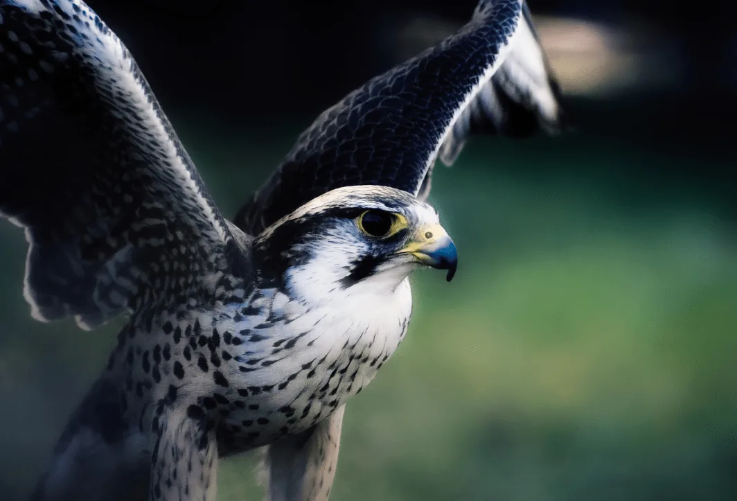 hawk stretching wings on the ground