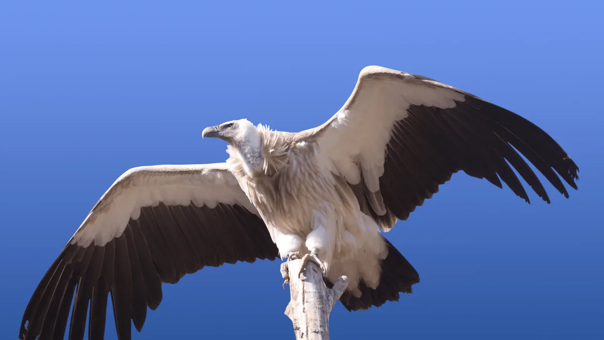 vulture on a perch sunbathing