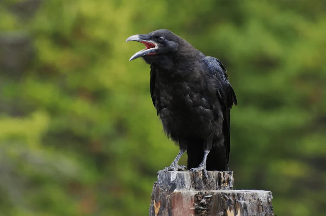 crow squawking on a post