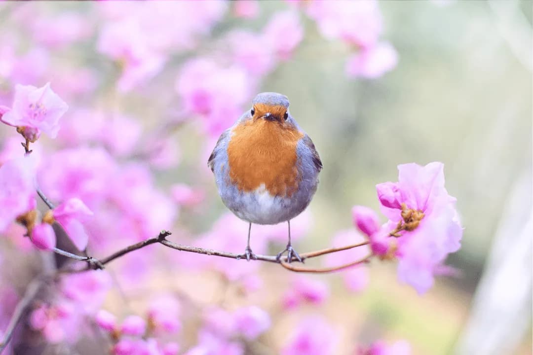 Robbin in a pink blossom tree