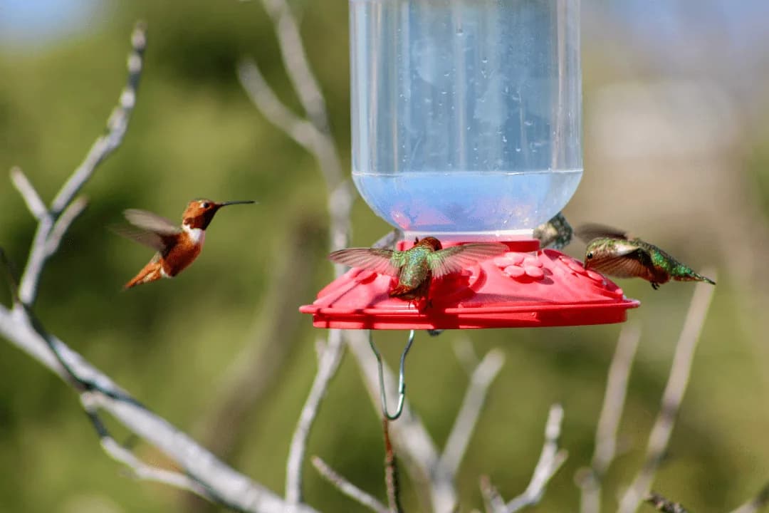 hummingbird at feeder