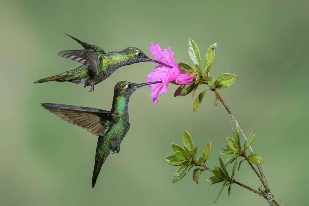 hummingbirds drinking nectar from flower