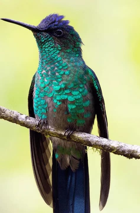 hummingbird perched on branch
